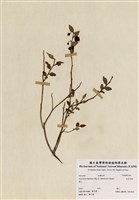 藏品(毛蕊月橘)的圖片